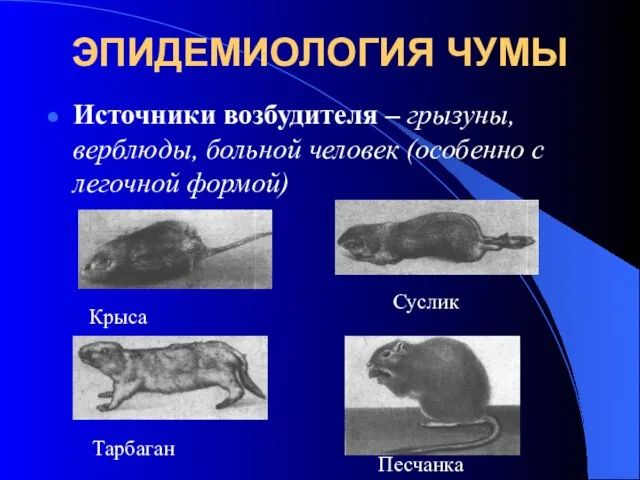 ЭПИДЕМИОЛОГИЯ ЧУМЫ Источники возбудителя – грызуны, верблюды, больной человек (особенно с