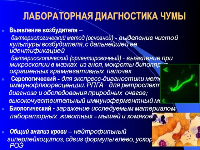 ЛАБОРАТОРНАЯ ДИАГНОСТИКА ЧУМЫ Выявление возбудителя – бактериологический метод (основной) - выделение