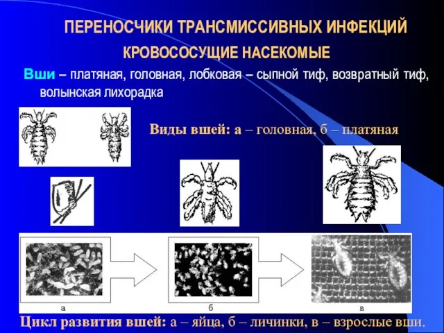 ПЕРЕНОСЧИКИ ТРАНСМИССИВНЫХ ИНФЕКЦИЙ КРОВОСОСУЩИЕ НАСЕКОМЫЕ Вши – платяная, головная, лобковая –