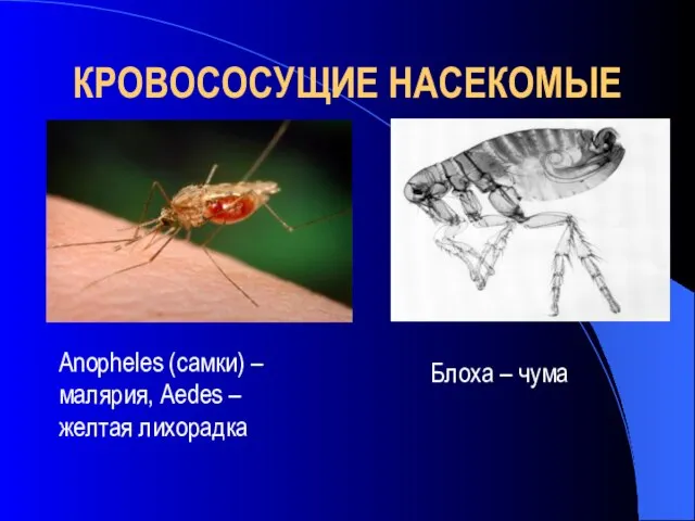 КРОВОСОСУЩИЕ НАСЕКОМЫЕ Anopheles (самки) – малярия, Aedes – желтая лихорадка Блоха – чума