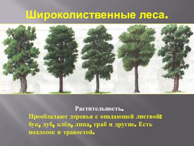 Широколиственные леса. Растительность. Преобладают деревья с опадающей листвой: бук, дуб, клён,