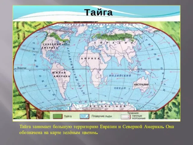 Тайга занимает большую территорию Евразии и Северной Америки. Она обозначена на карте зелёным цветом.