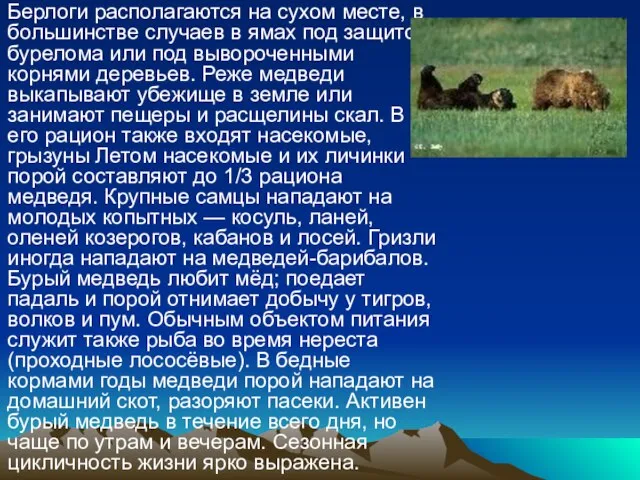 Берлоги располагаются на сухом месте, в большинстве случаев в ямах под