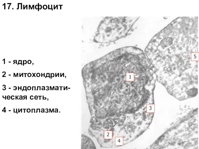 1 - ядро, 2 - митохондрии, 3 - эндоплазмати- ческая сеть,