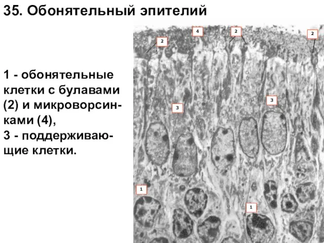 1 - обонятельные клетки с булавами (2) и микроворсин-ками (4), 3