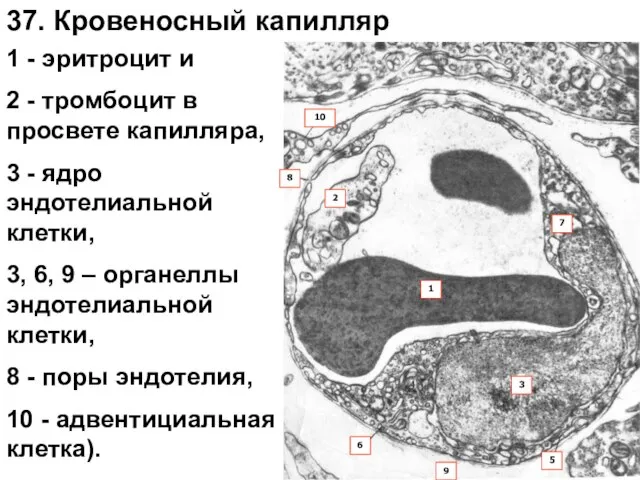 1 - эритроцит и 2 - тромбоцит в просвете капилляра, 3