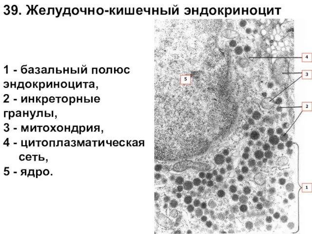 1 - базальный полюс эндокриноцита, 2 - инкреторные гранулы, 3 -
