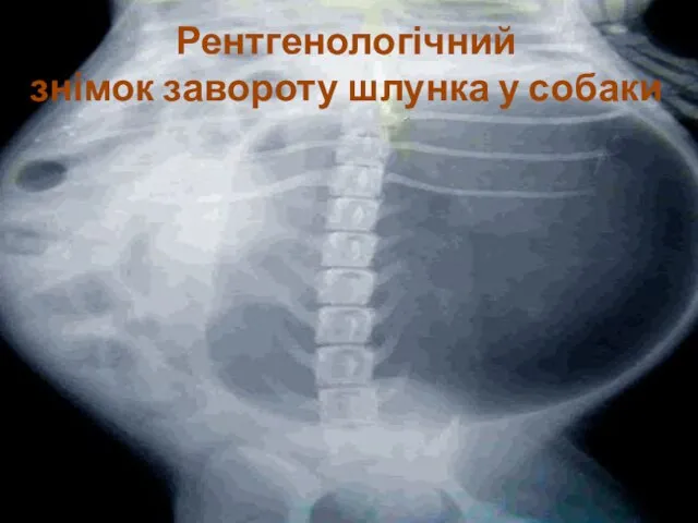 Рентгенологічний знімок завороту шлунка у собаки