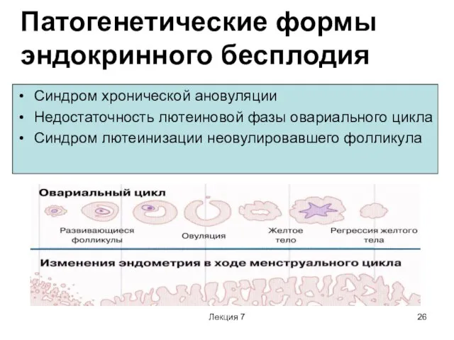 Лекция 7 Патогенетические формы эндокринного бесплодия Синдром хронической ановуляции Недостаточность лютеиновой