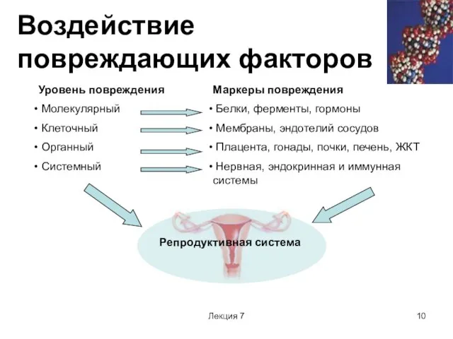 Лекция 7 Воздействие повреждающих факторов Репродуктивная система Уровень повреждения Молекулярный Клеточный