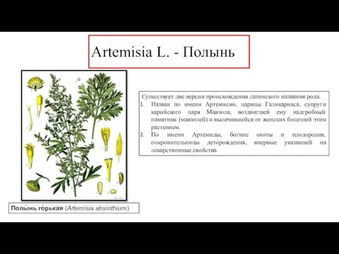 Artemisia L. - Полынь Полы́нь го́рькая (Artemísia absínthium) Существует две версии