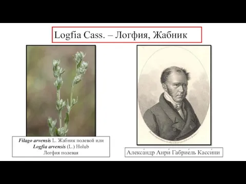 Logfia Cass. – Логфия, Жабник Filago arvensis L. Жабник полевой или