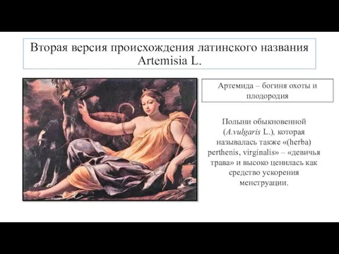 Вторая версия происхождения латинского названия Artemisia L. Артемида – богиня охоты