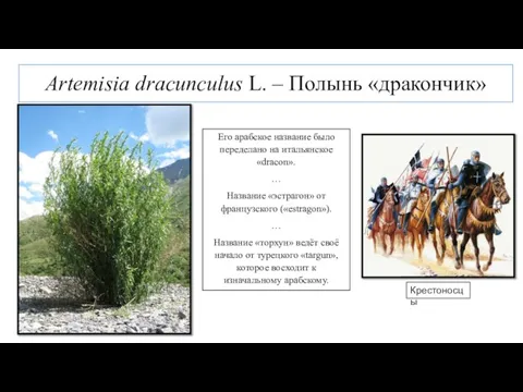 Artemisia dracunculus L. – Полынь «дракончик» Крестоносцы Его арабское название было