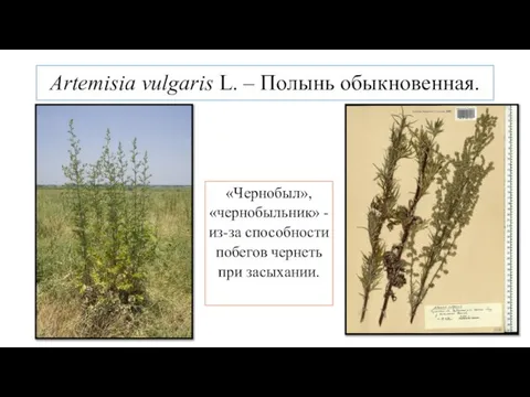 Artemisia vulgaris L. – Полынь обыкновенная. «Чернобыл», «чернобыльник» - из-за способности побегов чернеть при засыхании.