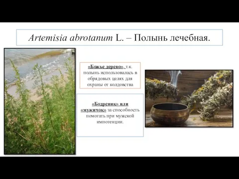 Artemisia abrotanum L. – Полынь лечебная. «Бодреник» или «мужичок» за способность