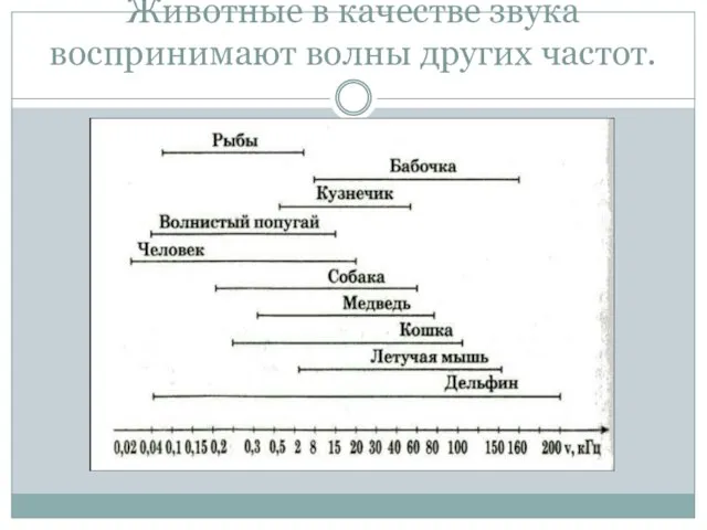 Животные в качестве звука воспринимают волны других частот.