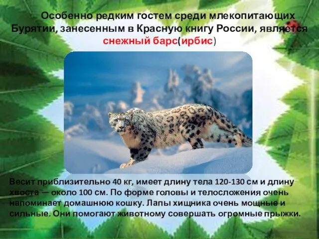 Особенно редким гостем среди млекопитающих Бурятии, занесенным в Красную книгу России,
