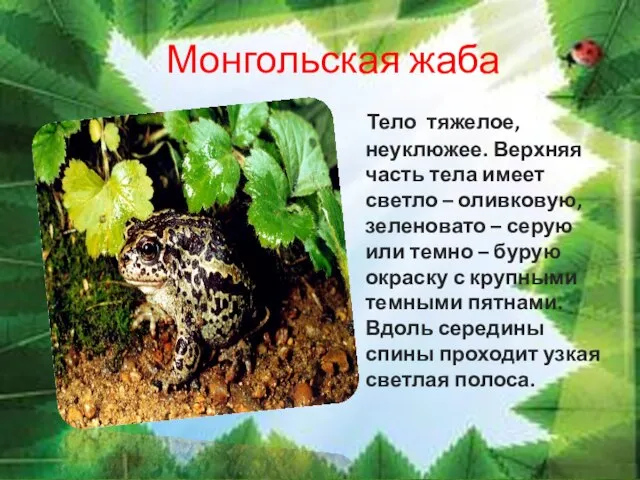 Монгольская жаба Тело тяжелое, неуклюжее. Верхняя часть тела имеет светло –
