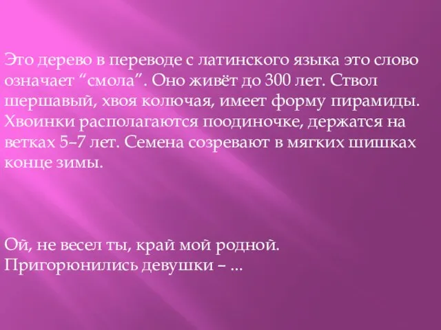 Это дерево в переводе с латинского языка это слово означает “смола”.