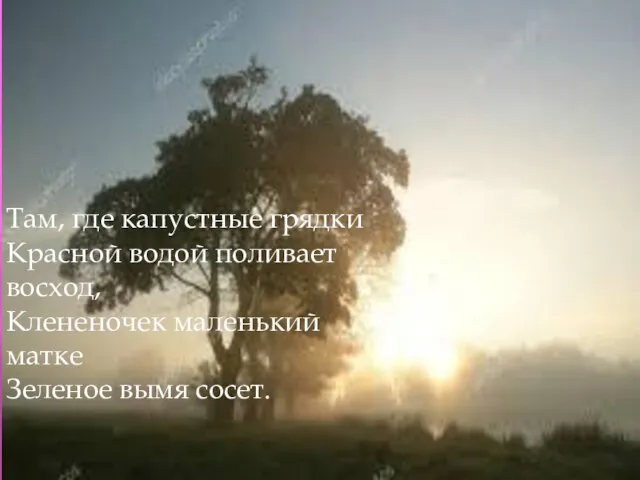 Там, где капустные грядки Красной водой поливает восход, Клененочек маленький матке Зеленое вымя сосет.