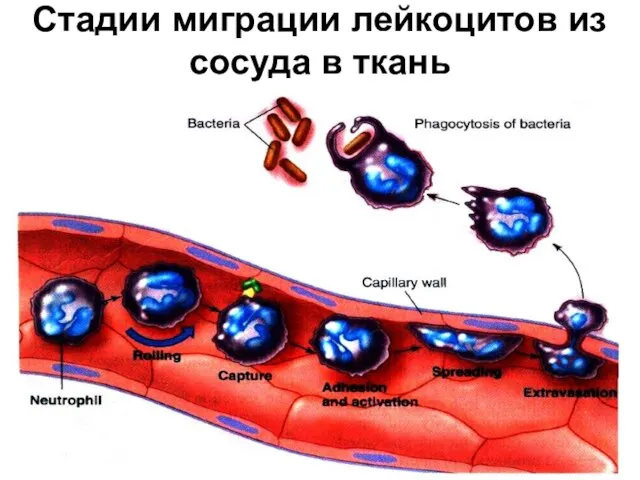 Стадии миграции лейкоцитов из сосуда в ткань