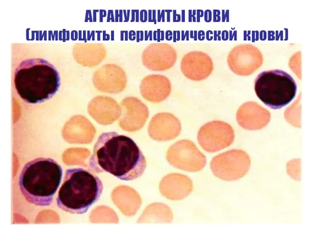 АГРАНУЛОЦИТЫ КРОВИ (лимфоциты периферической крови)