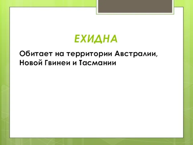 ЕХИДНА Обитает на территории Австралии, Новой Гвинеи и Тасмании