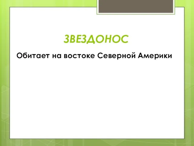 ЗВЕЗДОНОС Обитает на востоке Северной Америки