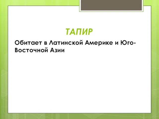 ТАПИР Обитает в Латинской Америке и Юго-Восточной Азии