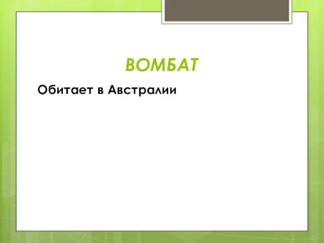 ВОМБАТ Обитает в Австралии