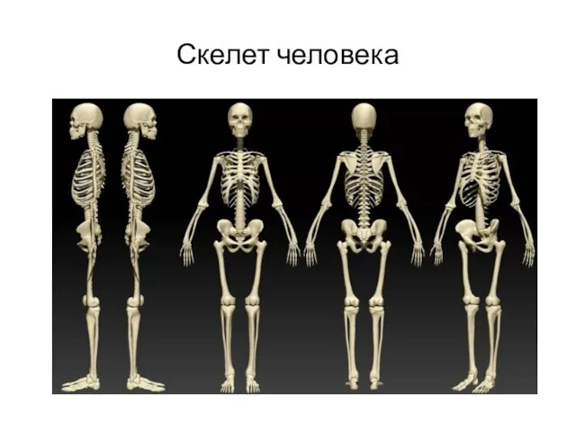 Скелет человека