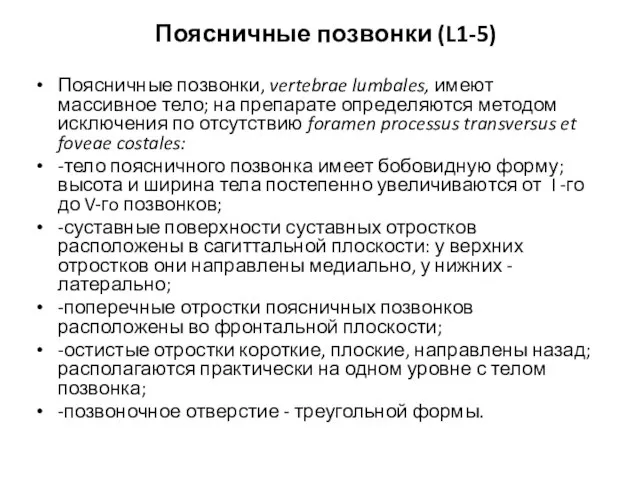 Поясничные позвонки (L1-5) Поясничные позвонки, vertebrae lumbales, имеют массивное тело; на