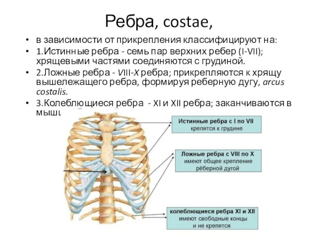 Ребра, costae, в зависимости от прикрепления классифицируют на: 1.Истинные ребра -