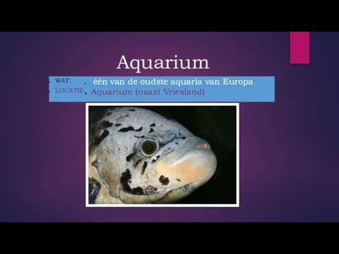 Aquarium _ _