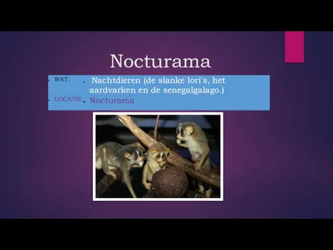 Nocturama _ _