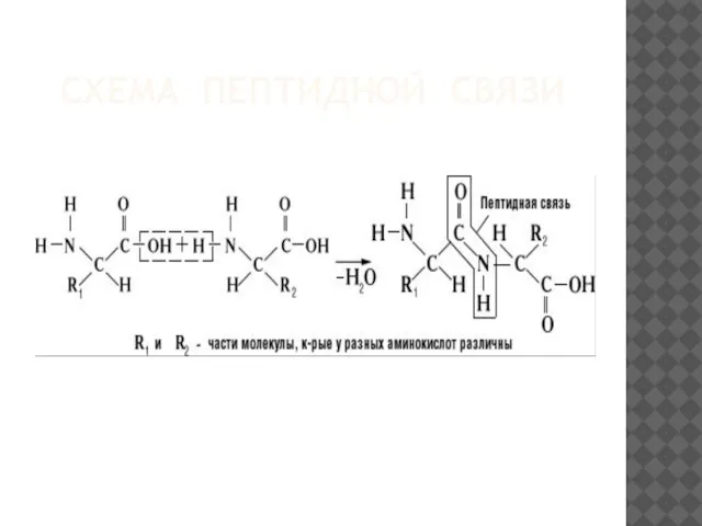 СХЕМА ПЕПТИДНОЙ СВЯЗИ