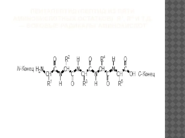 ПЕНТАПЕПТИД (ПЕПТИД ИЗ ПЯТИ АМИНОКИСЛОТНЫХ ОСТАТКОВ). R1, R2 И Т.Д. — БОКОВЫЕ РАДИКАЛЫ АМИНОКИСЛОТ