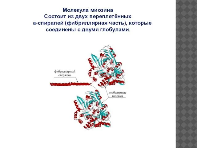 Молекула миозина Состоит из двух переплетённых a-спиралей (фибриллярная часть), которые соединены с двумя глобулами.