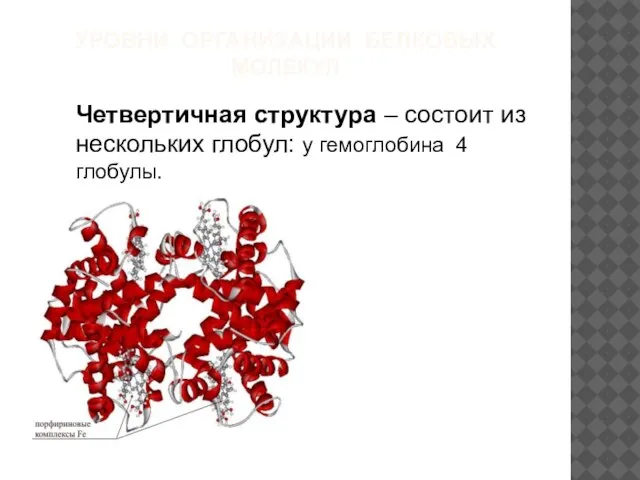 УРОВНИ ОРГАНИЗАЦИИ БЕЛКОВЫХ МОЛЕКУЛ Четвертичная структура – состоит из нескольких глобул: у гемоглобина 4 глобулы.