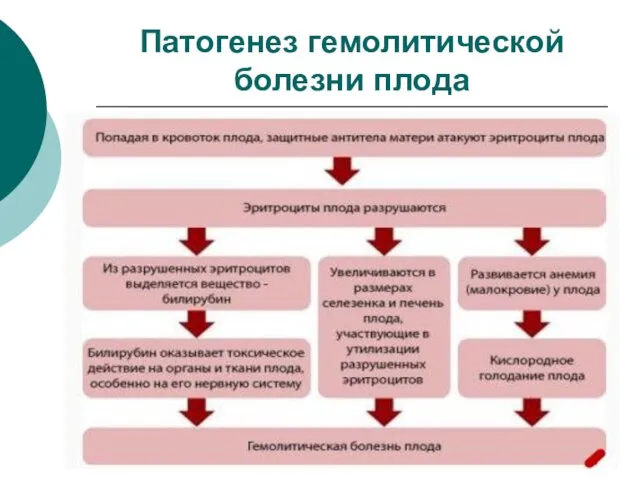 Патогенез гемолитической болезни плода