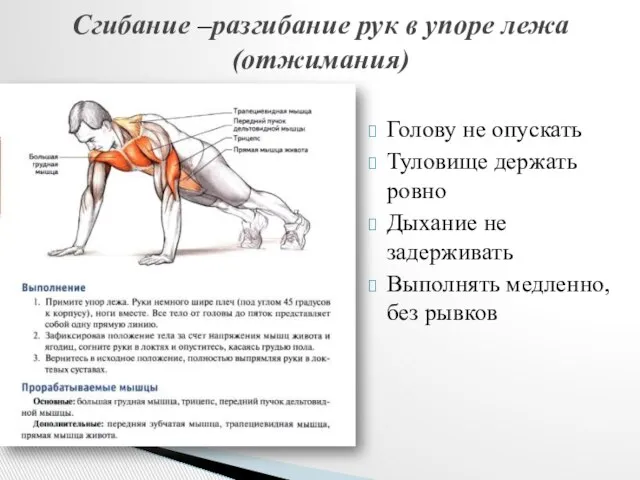 Голову не опускать Туловище держать ровно Дыхание не задерживать Выполнять медленно,