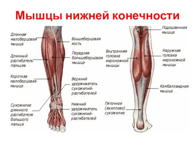 Мышцы нижней конечности