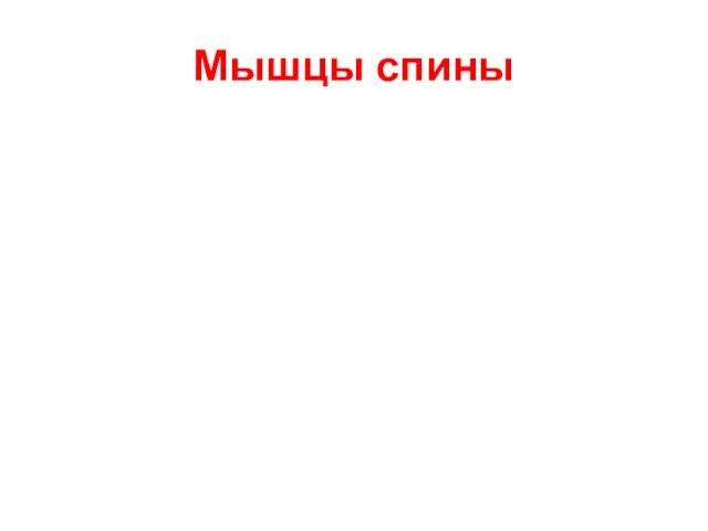 Мышцы спины