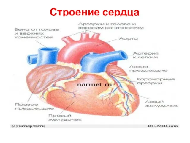 Строение сердца