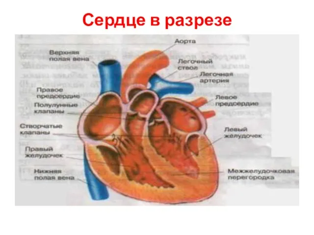 Сердце в разрезе