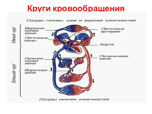 Круги кровообращения