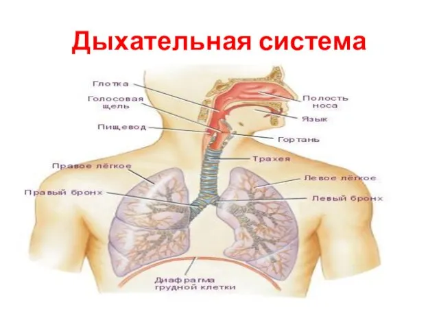 Дыхательная система