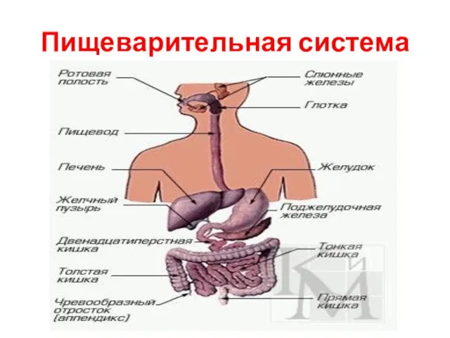 Пищеварительная система