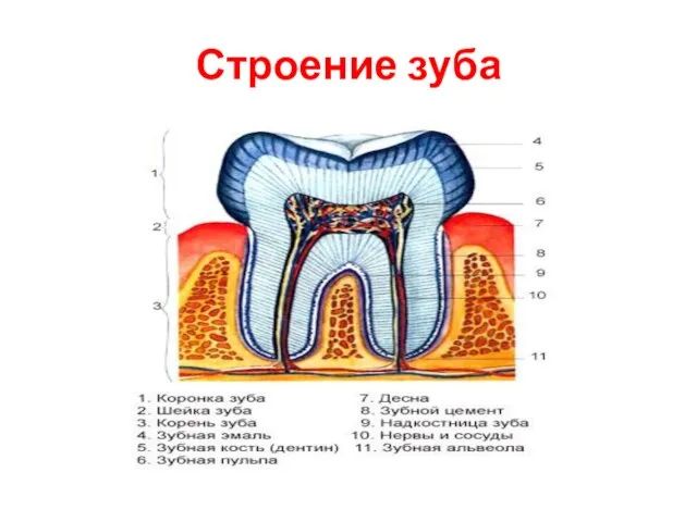 Строение зуба